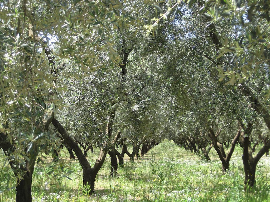 Terreamare Agriturismo Porto Cesareo Dış mekan fotoğraf